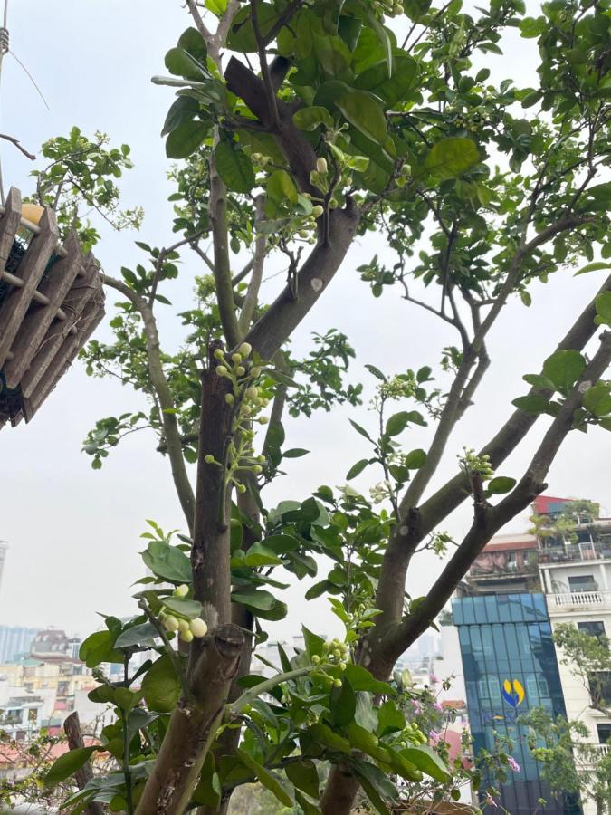 May Residence-800M From Opera House Hanoi Exterior foto